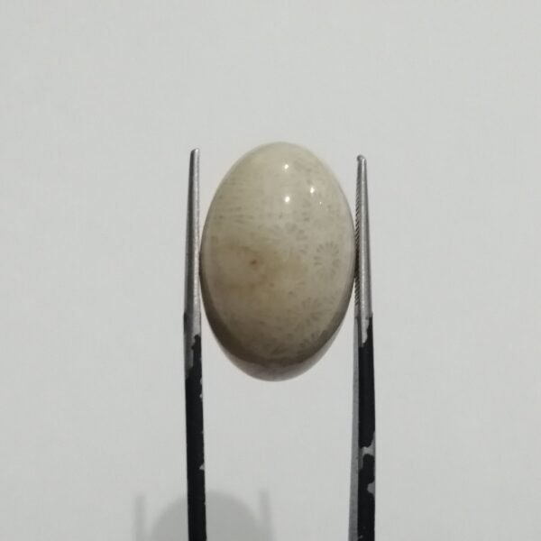 Coral Fossil 19.15ct