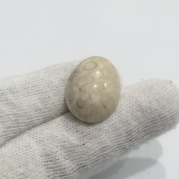 Coral Fossil 27.70ct - Image 2