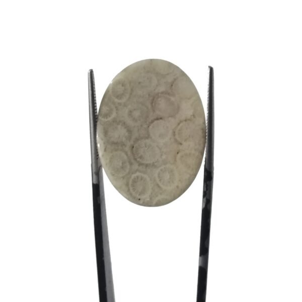 Coral Fossil 27.70ct - Image 3