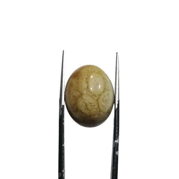 Coral Fossil 17.75ct