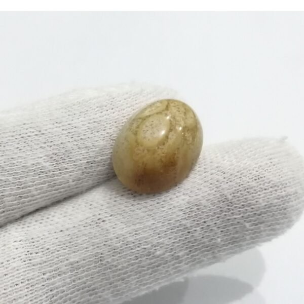 Coral Fossil 17.75ct - Image 2