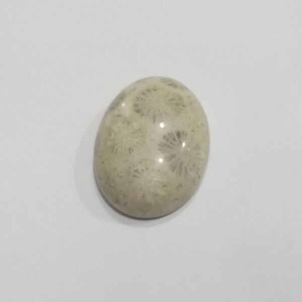 Coral Fossil 44.10ct