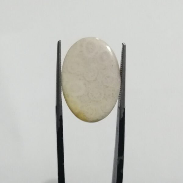 coral 18.95ct - Image 3
