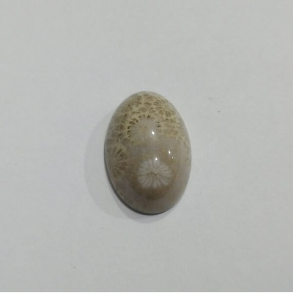 Coral Fossil 18.10ct
