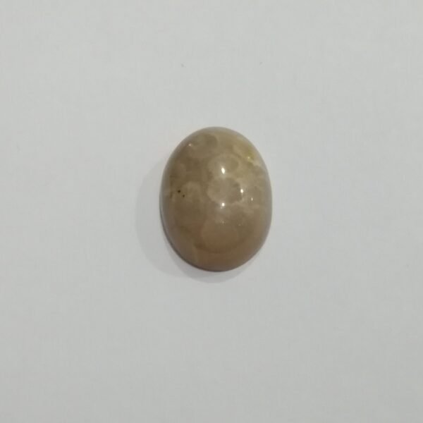 Coral Fossil 16.40ct