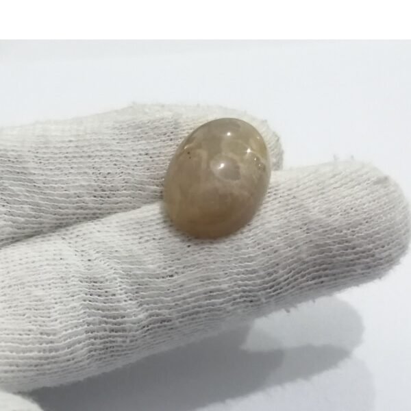 Coral Fossil 16.40ct - Image 2