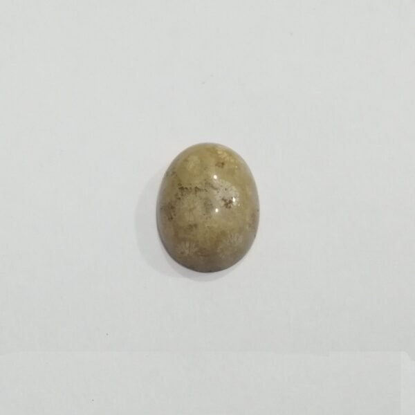 Coral Fossil 15.30ct