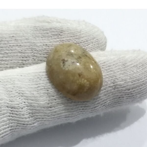 Coral Fossil 15.30ct - Image 2