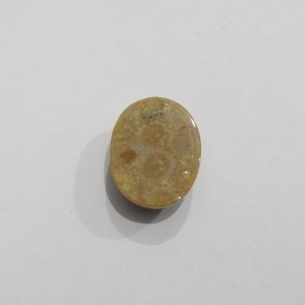 Coral Fossil 15.30ct - Image 3