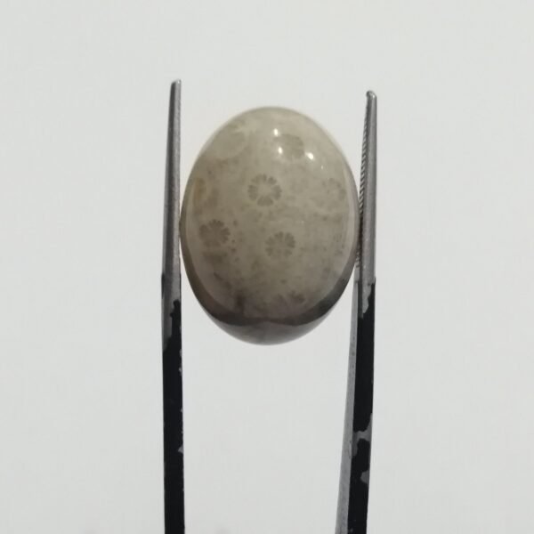 Coral Fossil 16.85ct