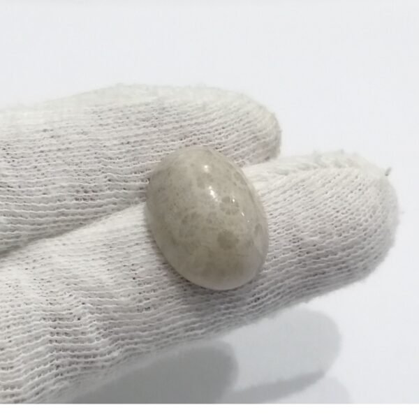 Coral Fossil 16.85ct - Image 2