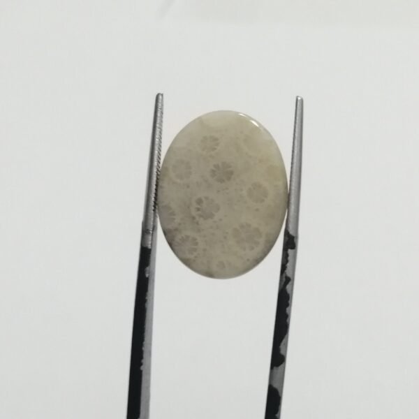 Coral Fossil 16.85ct - Image 3