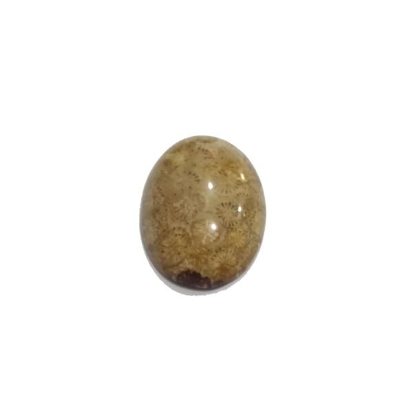 Coral Fossils 36.85ct