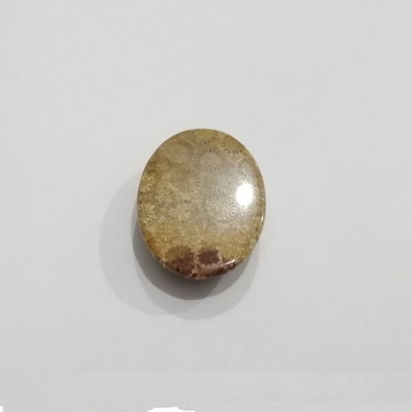 Coral Fossils 36.85ct - Image 2