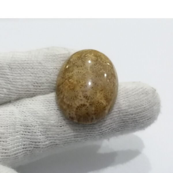 Coral Fossils 36.85ct - Image 3
